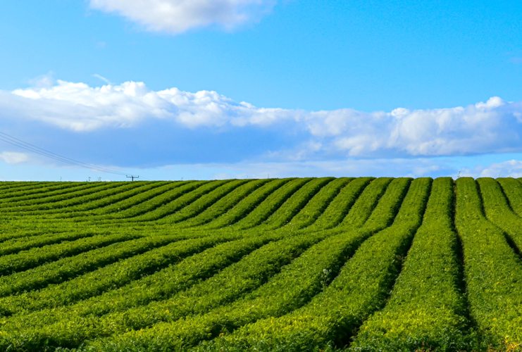 time-lapse camera application in agriculture